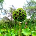 El Jardín Botánico de Maracaibo: Un registro visual de colores, texturas, sombras y fauna