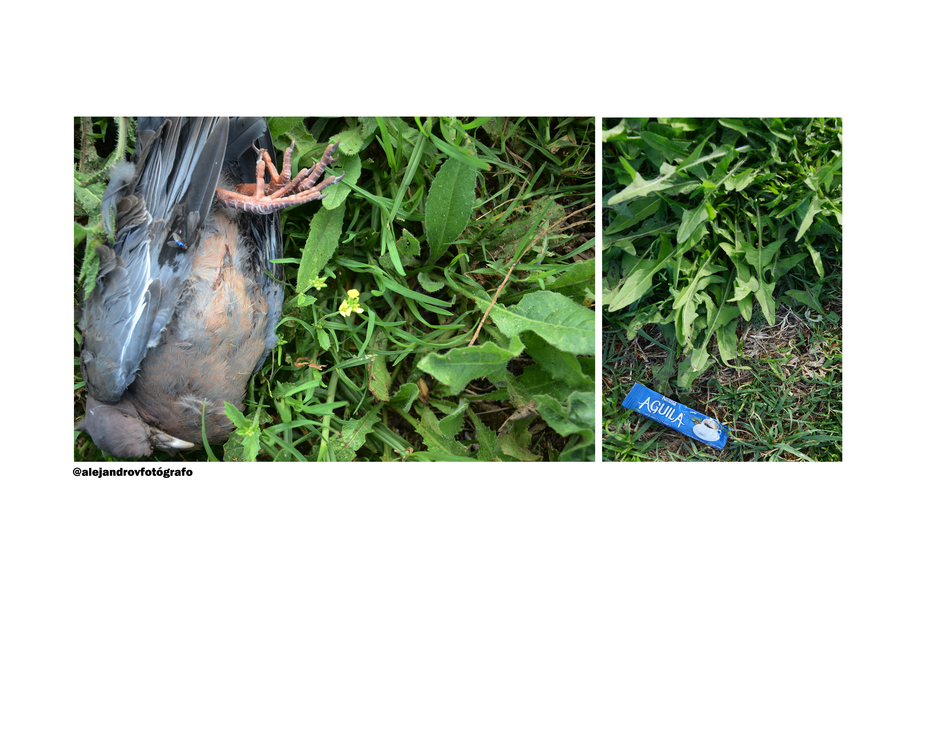 Un viaje sin postales (por Alejandro Vásquez Escalona)