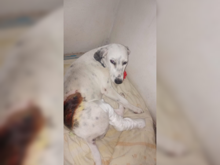 Piden ayuda para perrita atropellada en estado crítico