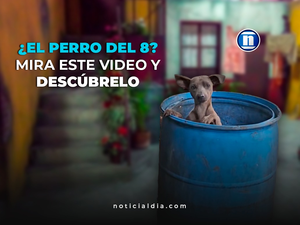 ¿El perro del 8? Mira este video y descúbrelo