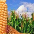 Cifra récord de siembra de maíz en Venezuela