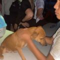 Gobierno y organizaciones proteccionistas rescatan a mascotas afectadas tras la explosión