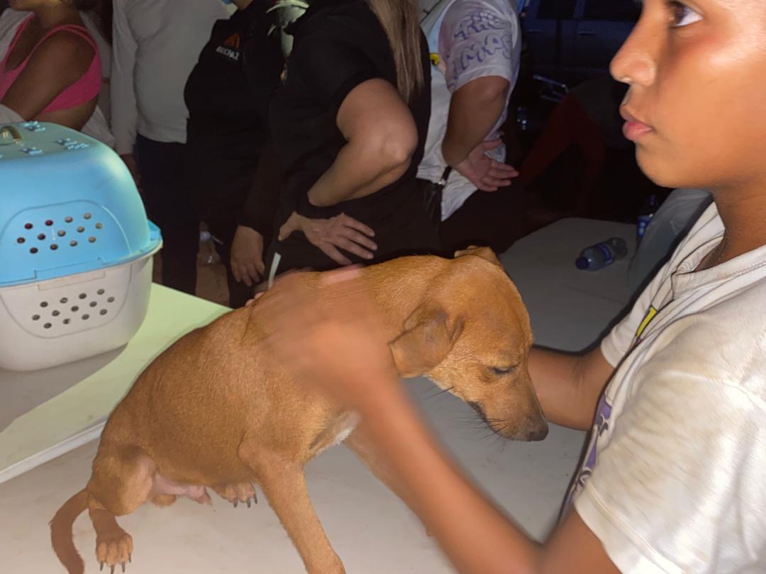 Gobierno y organizaciones proteccionistas rescatan a mascotas afectadas tras la explosión
