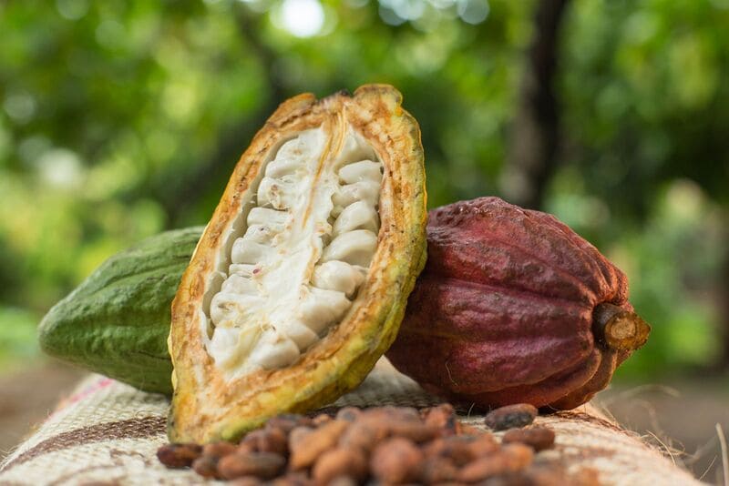 ¡El mejor Cacao del mundo! Mérida y región Sur del Lago participaran en el Primer Congreso Internacional del rubro