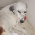 Gracias a tu ayuda, la perrita Chukita será operada este jueves y se solicita apoyo para su recuperación
