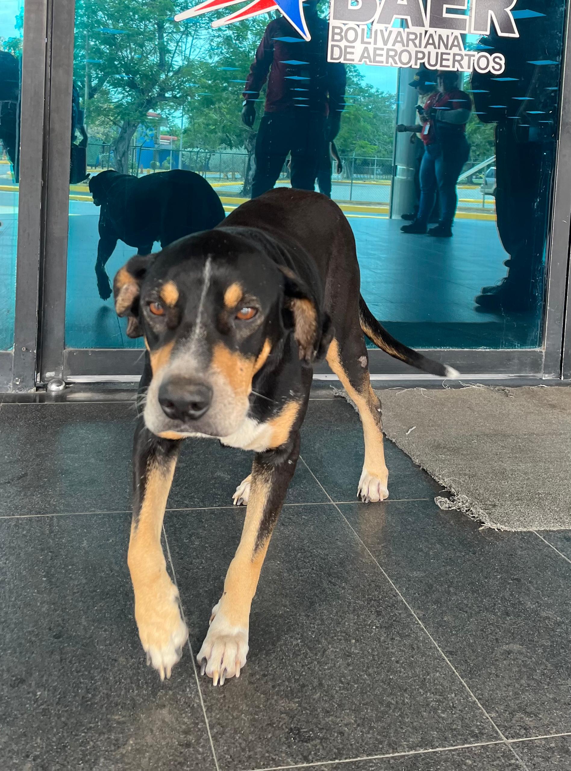 Látigo, la mascota que enamora a los viajeros del aeropuerto La Chinita de Maracaibo