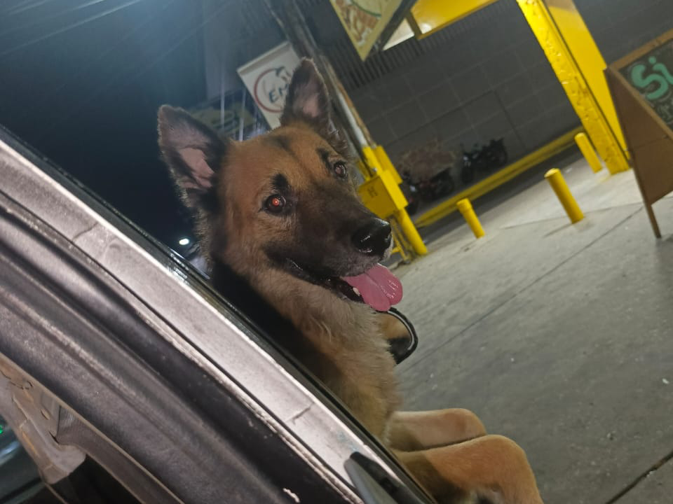 Buscan a Coco: perrito extraviado desde el 18 de septiembre en Cuatricentenario