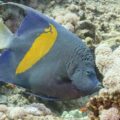 Nueva especie de pez se suma a la fauna marina de Venezuela