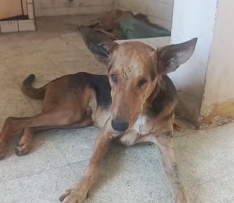 Ramón el perro que llegó al muelle de PDVSA se salvó: Le buscan un hogar