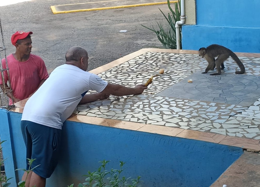 Hay un lindo monito suelto en El Trébol