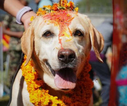 Kukur Tihar, el festival en Nepal que homenajea a los perros por su lealtad y compañerismo