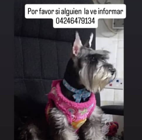 Se busca a Trixie: Se extravió en La Vanega