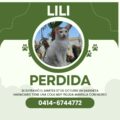 Buscan a la gatica Lili: Se extravió en Sabaneta