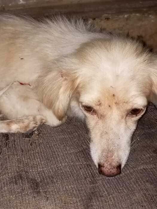 El refugio La Posadita rescata a la perrita “Sofía” de Cañada Honda: Piden ayuda para su recuperación