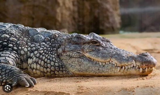 Herido pescador al ser atacado por un cocodrilo en Mara