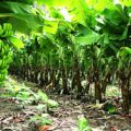 El venezolano come unos 300 gramos de plátano per capita diario: Según estimaciones de gremio