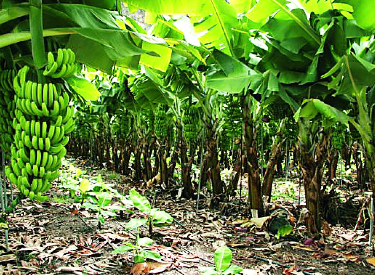 El venezolano come unos 300 gramos de plátano per cápita diario: Según estimaciones de gremio