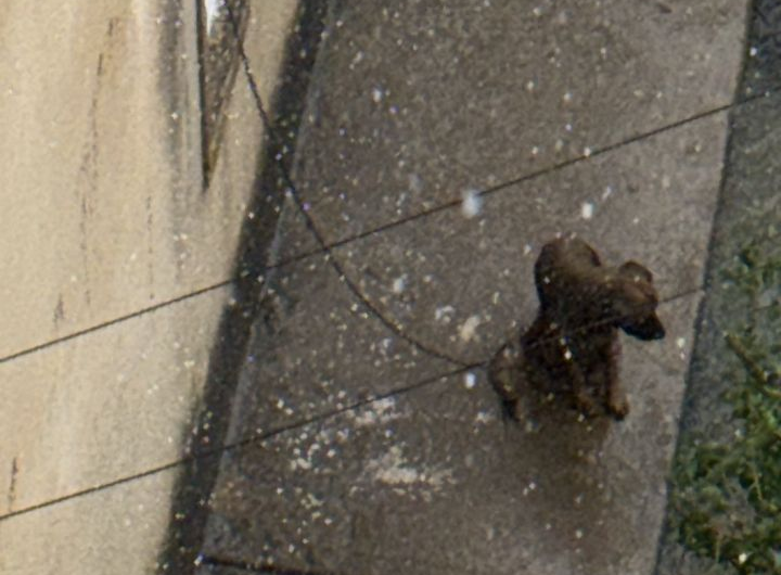 Denuncian caso de maltrato animal en Ciudadela Faría