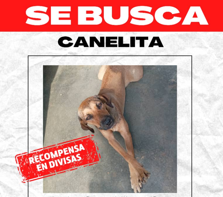 ‘Canela’ está desaparecida desde hace más de 20 días: Fue vista por última vez en el barrio La Polar de San Francisco