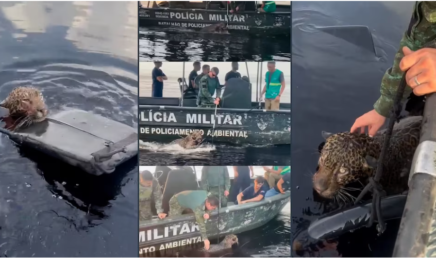 Grabaron impactante rescate de un jaguar en Brasil: Tenía más de 30 disparos de metralla en su cabeza
