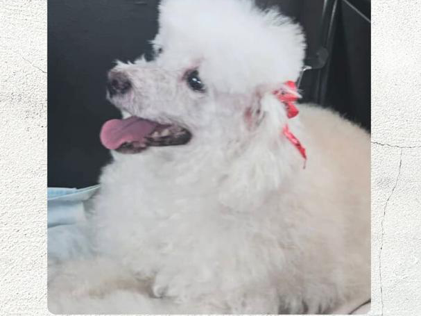 Buscan a Princesa, perrita extraviada en Cumbres de Maracaibo tras fuegos artificiales