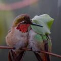 Cuando uno protege al otro: colibríes nos muestran la belleza de cuidar