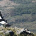 Renace la esperanza: Avistamiento del cóndor andino en Mérida tras 50 Años de ausencia