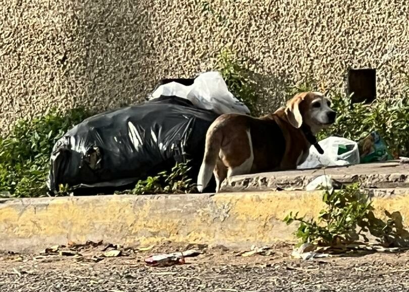 Esta perrita deambula en las inmediaciones de la avenida Guajira