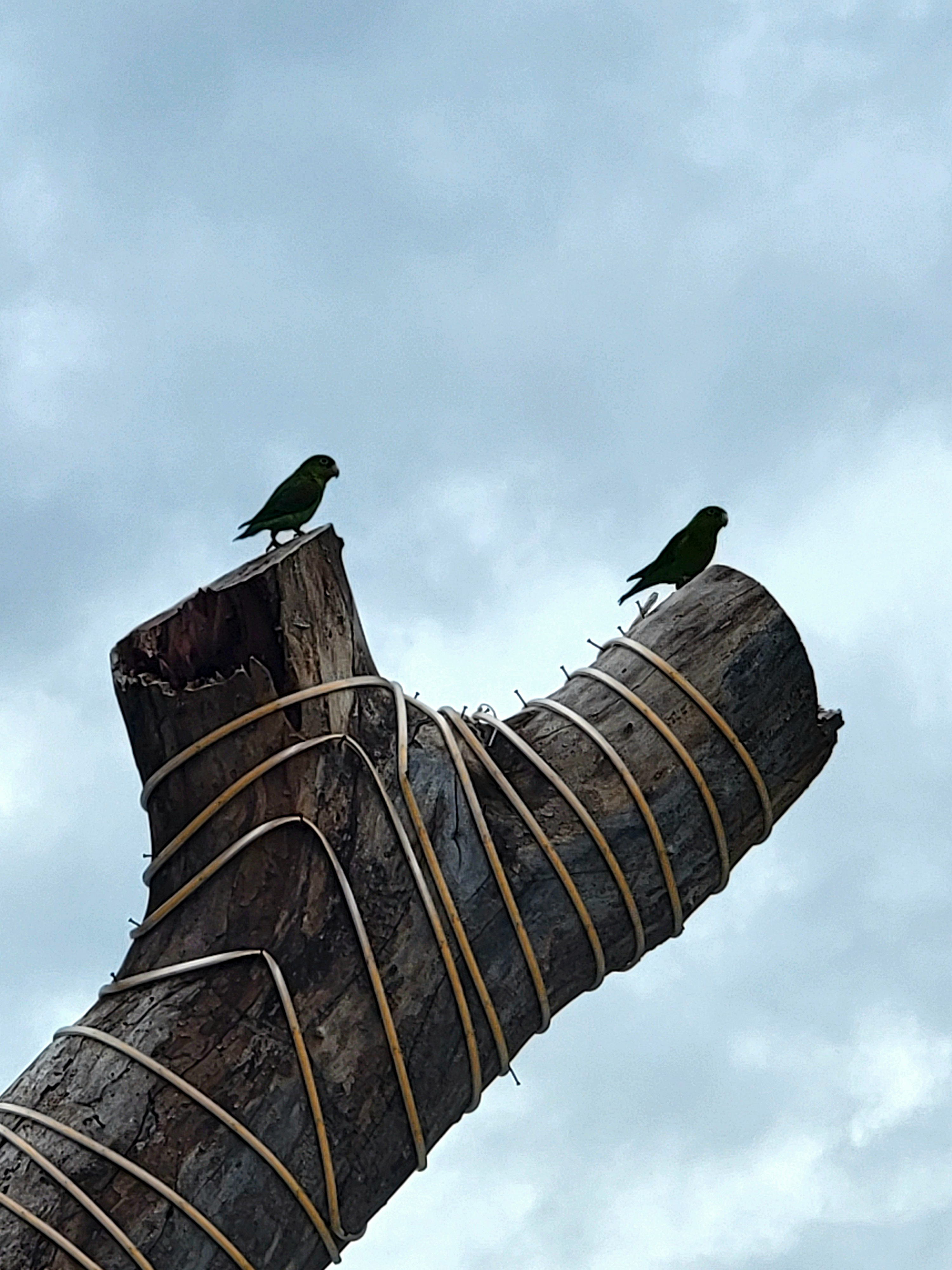 La foto del día: Hasta el árbol seco tiene quien le cante