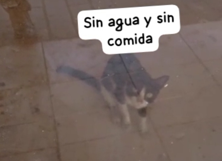 Reportan gatico encerrado en el Centro Comercial El Varillal