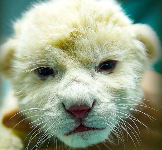 Nacieron dos crías de León blanco en el estado Aragua: Están en peligro de extinción