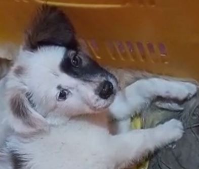 El cachorrito Scott se perdió en la Chamarreta y su dueña pide ayuda para encontrarlo