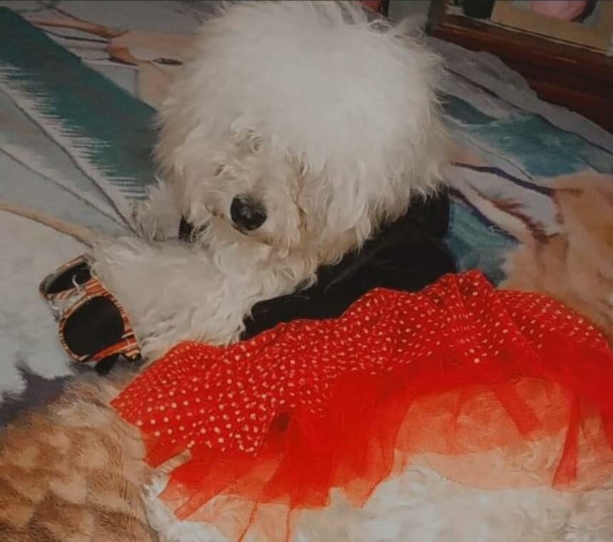 Se extravió ‘Karolay’ en Lomas del Valle II