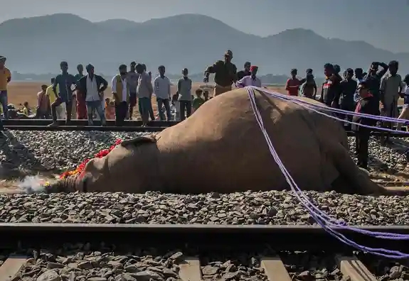 Siete elefantes mueren al ser arrollados por un tren en India