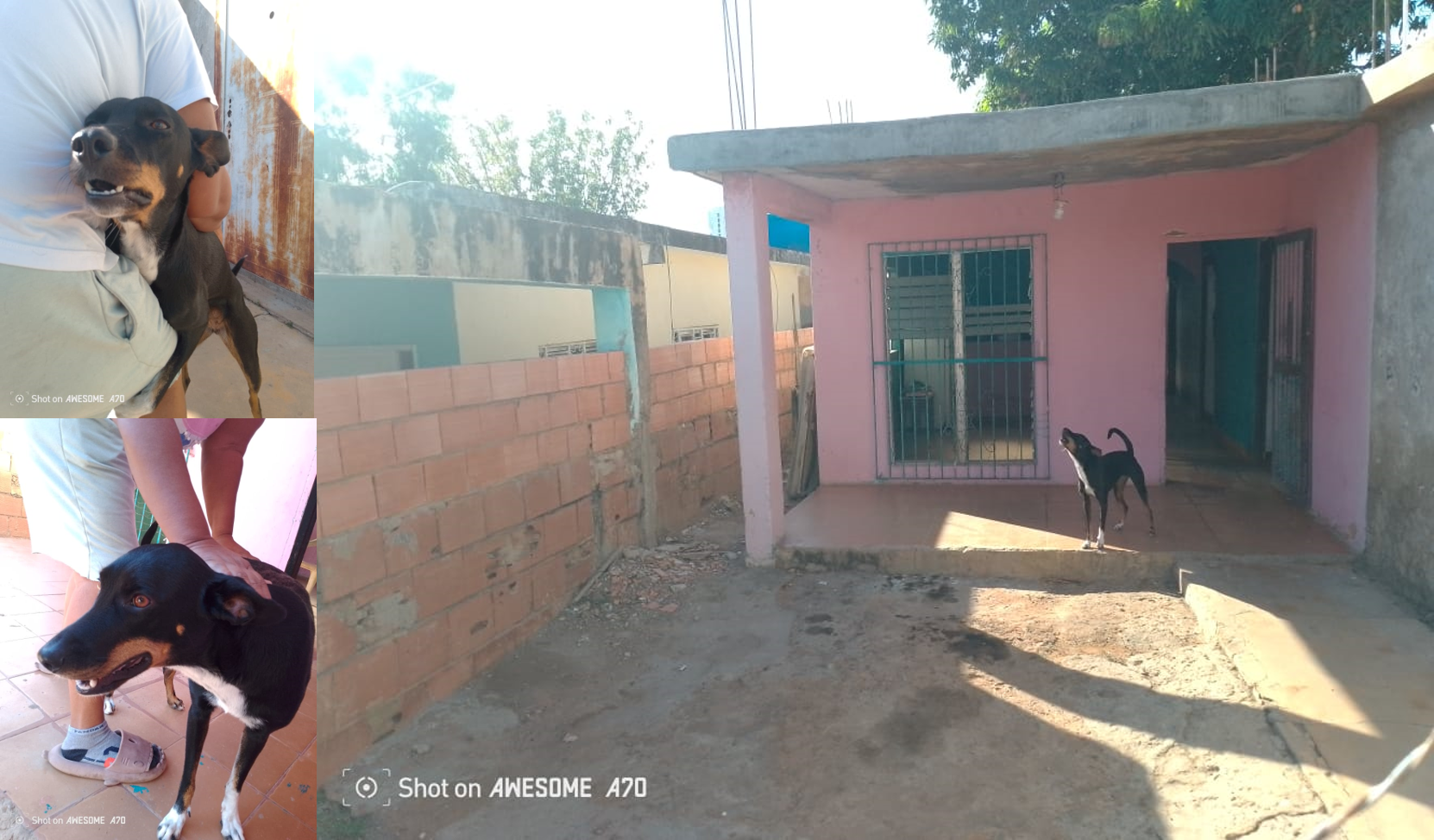 La historia de Chispa: Toda una noche llorando por su dueña