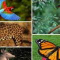 Inicia campaña formativa en protección de la fauna silvestre en Venezuela