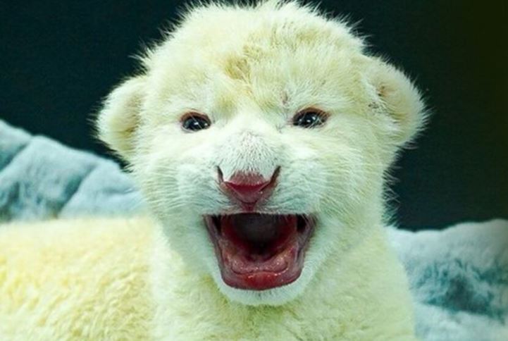 Falleció una de las crías de león blanco del Zoológico Las Delicias en Maracay