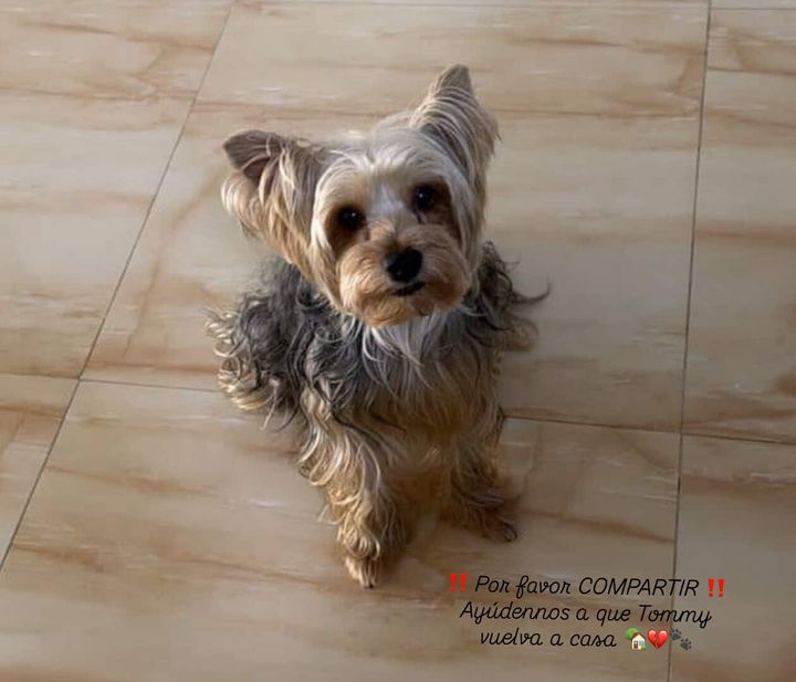 Una niña de seis años está destrozada porque se le perdió su perrito ‘Tommy’: Ofrecen recompensa