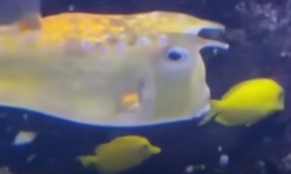 Viral: El pez que se parece a Trump