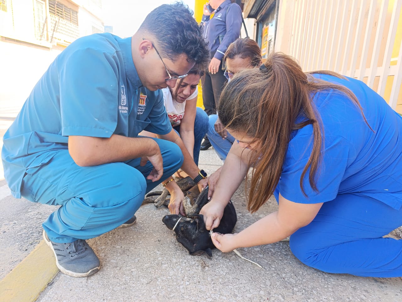 Alcaldía de Maracaibo promueve campañas de amor responsable por las mascotas