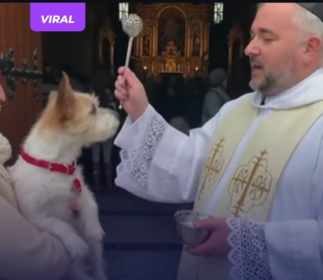 Parece que a este perrito no le agradó el agua bendita