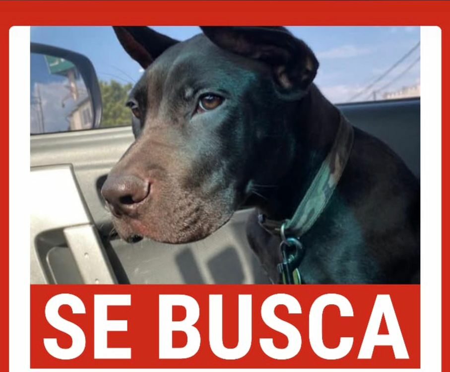 Se extravió ‘Dante’ en San Miguel