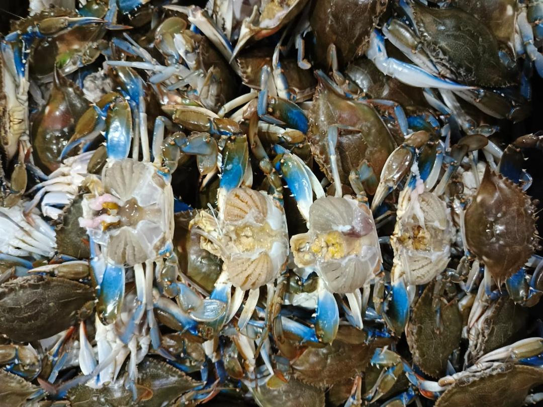 Es responsabilidad de la NOAA la suspensión de las exportaciones pesqueras hacia los EE.UU