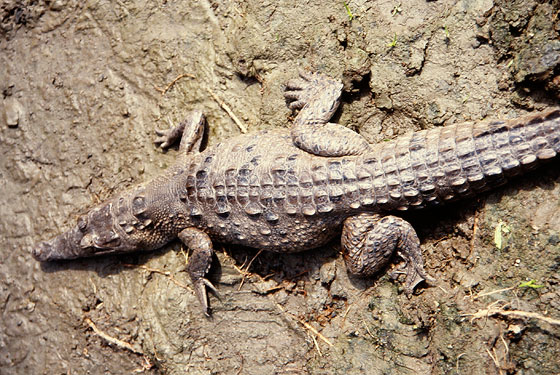 Alertan sobre condición precaria del ‘caimán de la costa’ en el Lago de Maracaibo: Una especie 