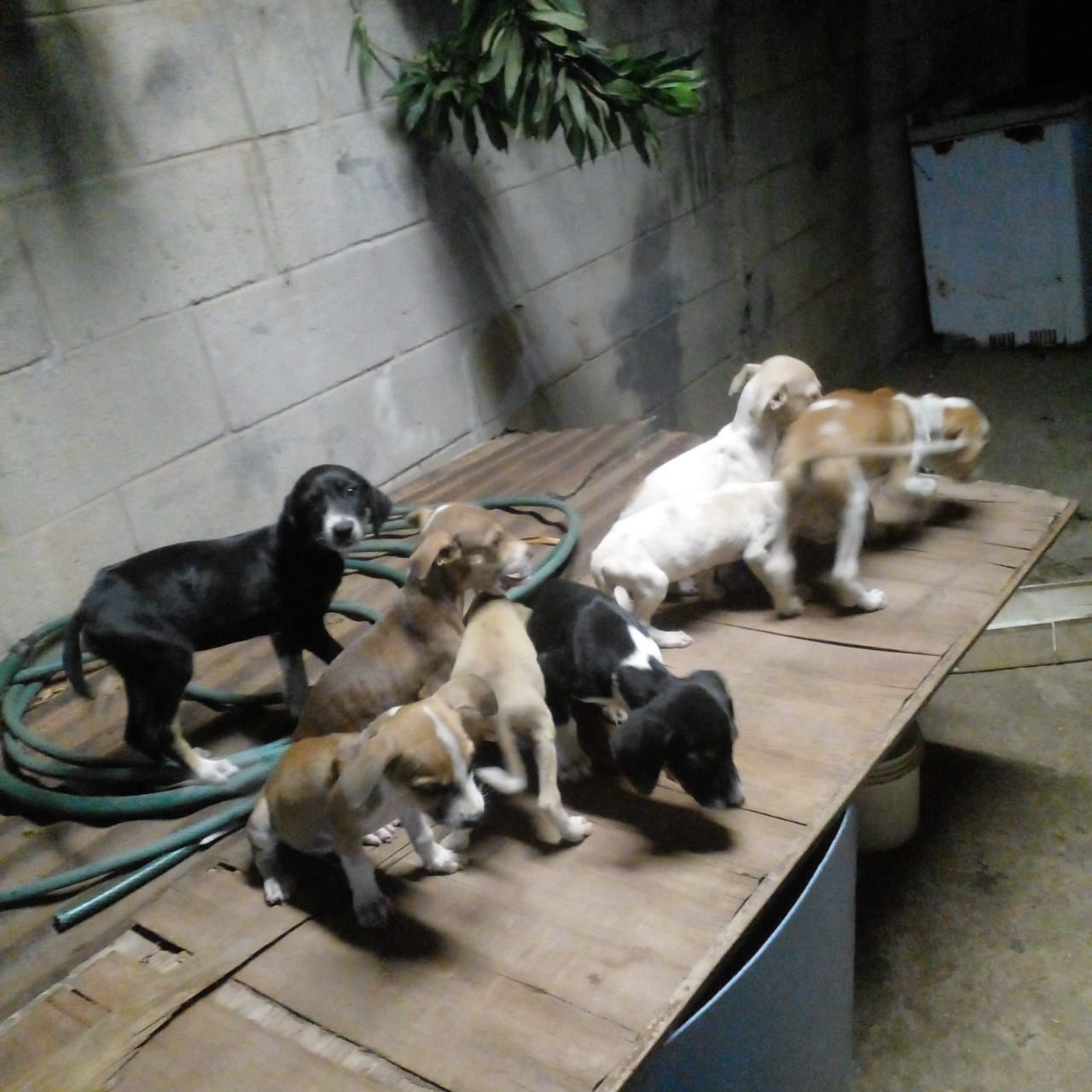 Buscan hogar para cachorros abandonados en un terreno baldío