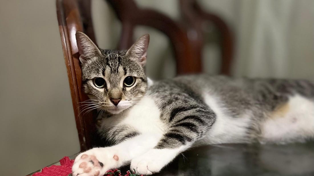 “Canancita” volvió a su hogar con su familia