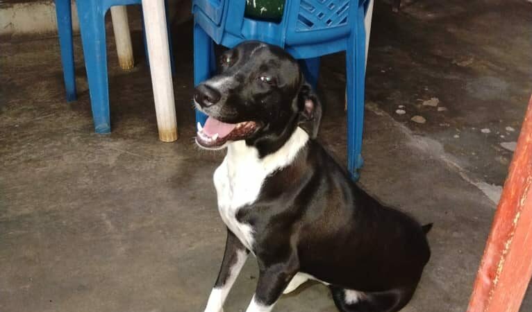 Dos niñas esperan por Max: Se solicita apoyo para localizar a perrito en El Manzanillo