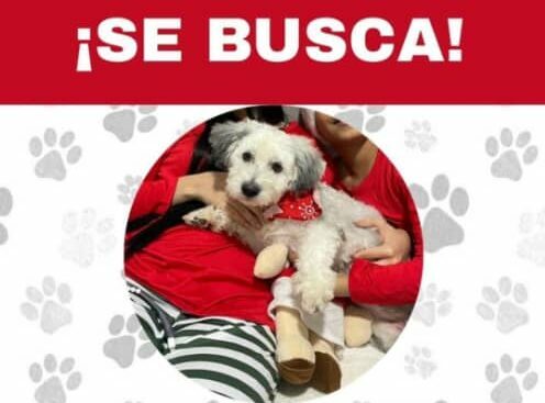 Familia busca desesperadamente a 
