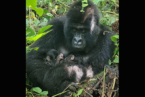 Nacieron gorilas gemelos de montaña en El Congo