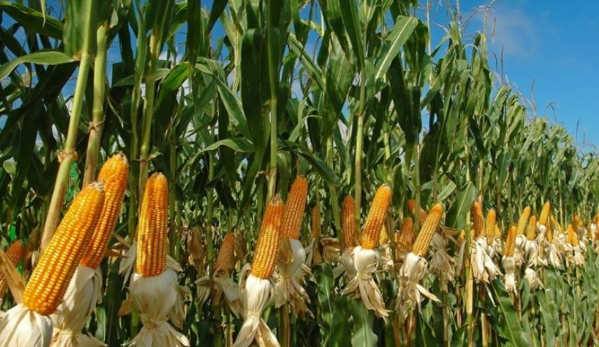 Gobierno garantiza reservas de alimentos para 111 días y activa plan de 200 mil hectáreas comunales